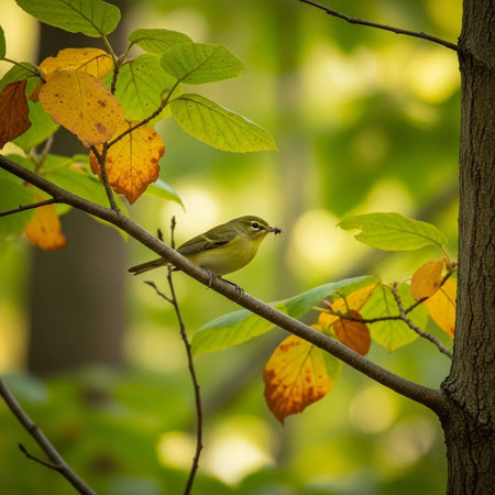 Willow Warbler (Phylloscopus collybita)の写真素材
