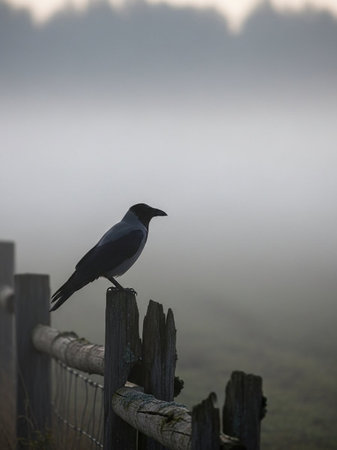 A crow perched on a fence in a foggy misty morning.の写真素材