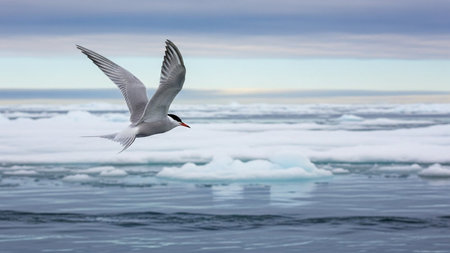 Gull flying in the sky over icebergs, Antarctic Peninsula, Antarcticaの写真素材