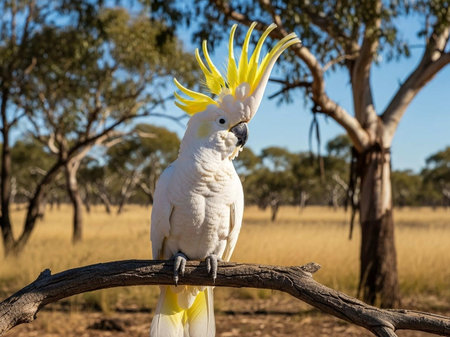 Cockatoo parrot sitting on a branch in Australia.の写真素材