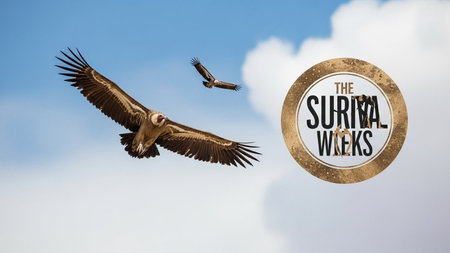 Griffon vulture flying in the blue sky.の写真素材