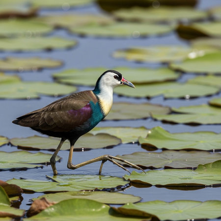 African Jacana (Pheasocarpus africanus)の写真素材