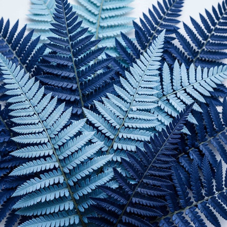Blue fern leaves on white background. Flat lay, top view.の写真素材