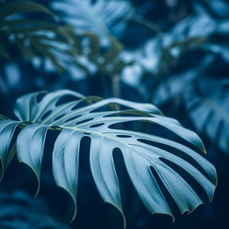 Tropical leaves of Monstera Deliciosa or Swiss cheese plant in dark blue toneの写真素材