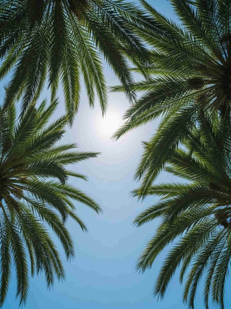 Palm trees against the blue sky. EPS 10 vector file includedの写真素材