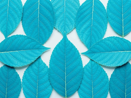 Blue leaves on white background. Flat lay, top view, copy spaceの写真素材