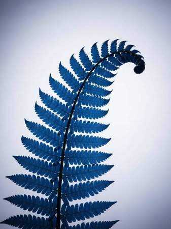 Fern leaf in the morning light with blue filter effect retro vintage styleの写真素材