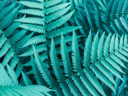 Green fern leaves close up. Tropical background. Nature concept.の写真素材