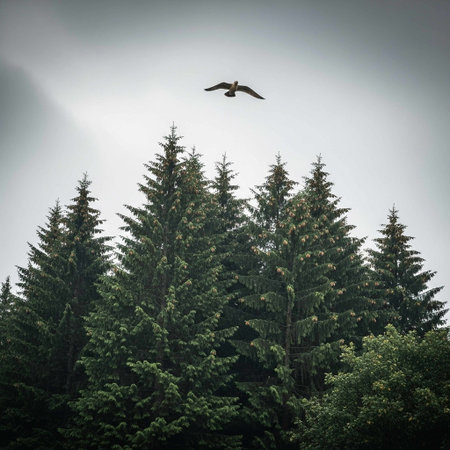 A bird flies effortlessly above a lush forest of tall evergreen trees under a gray, overcast sky, evoking a sense of freedom and serenity in nature.の写真素材