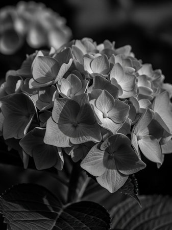 Close up of hydrangea flowers in black and white.の写真素材
