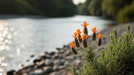 Beautiful orange flowers on the background of the lake in the summerの写真素材