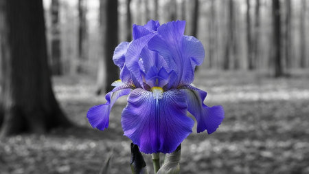 Purple iris flower in the forest. Blue irises.