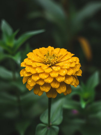 Yellow zinnia flower with water droplets on petals.の写真素材