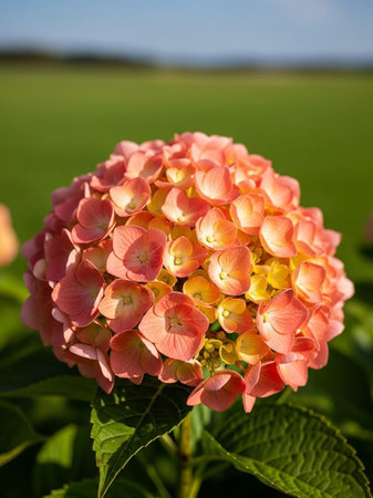 Pink hydrangea flower on a green field in the summer