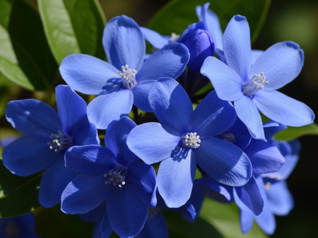 Blue flowers of Cape leadwort, Plumbago auriculata