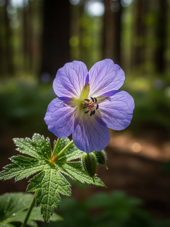 Purple flower of Geranium pratense in the forest.の写真素材