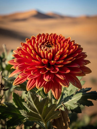Red chrysanthemum flower in the desert of morocco