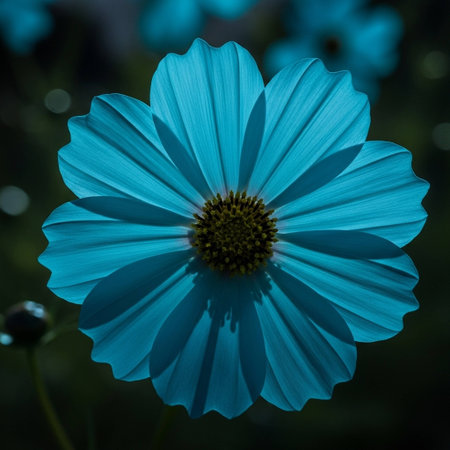 Beautiful blue cosmos flower in the garden. Floral background.の写真素材