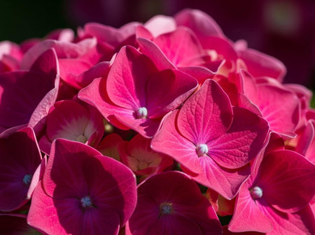 Pink Hydrangea macrophylla flowers in the garden close up