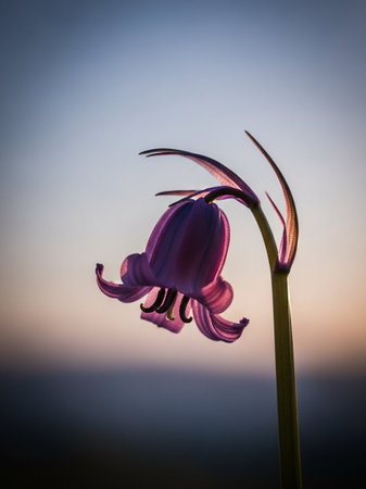 Beautiful purple lily flower on the background of the setting sun