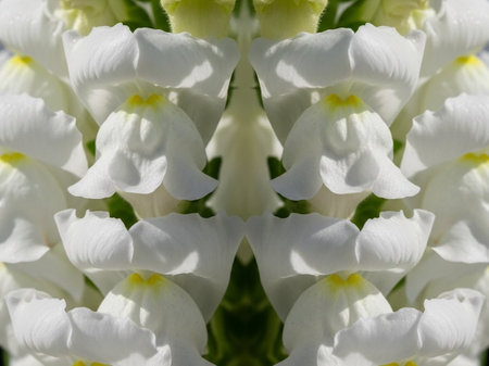Beautiful white garden snapdragon flowers close-up macro photography.の写真素材