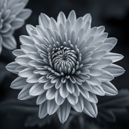 Beautiful chrysanthemum flower in monochrome styleの写真素材