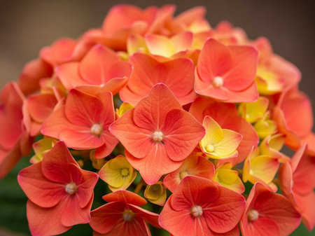Close up of orange hydrangea flower, Hydrangea macrophylla