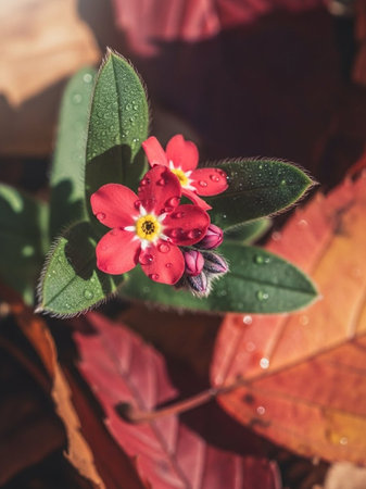 Red flower with water drops on the leaves, vintage and retro styleの写真素材