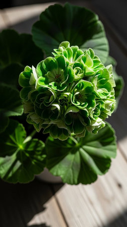 Beautiful green geraniums in a pot on a wooden tableの写真素材