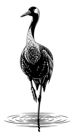 Sandhill Crane - Black and White Vector Illustration - Isolated on White Backgroundの写真素材