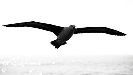 Black and white seagull flying over the sea. Black and white photo.