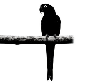 black and white parrot on a branch isolated on a white background