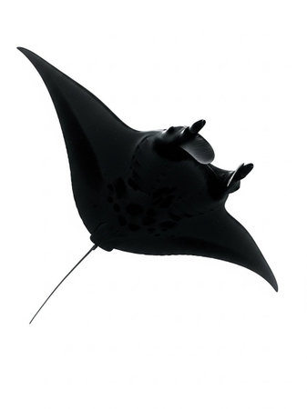 Manta ray isolated on white background. 3d render of stingrayの写真素材