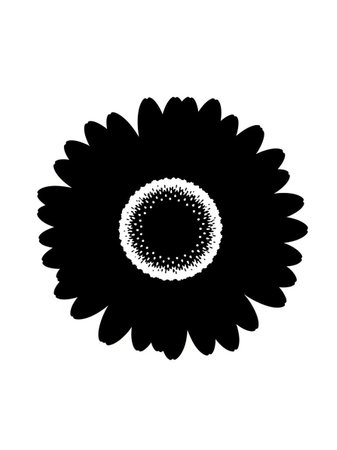 Black sunflower on a white background. Isolated. Vector illustrationの写真素材