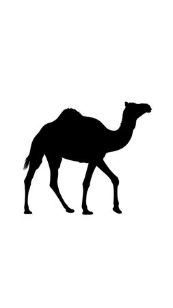 silhouette of a camel on a white background, vector illustrationの写真素材
