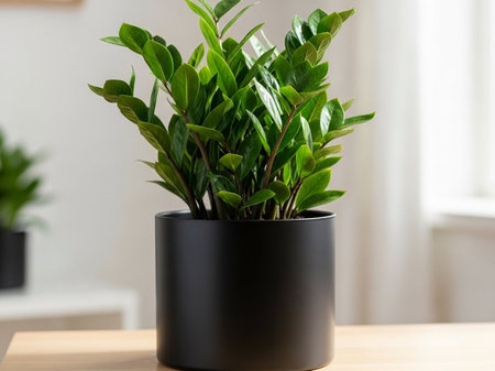 Plant in black pot on wooden table at home. Houseplant in black pot.の写真素材