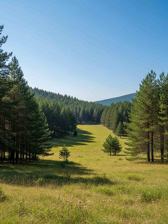 Landscape of pine forest and meadow on hillside with blue sky