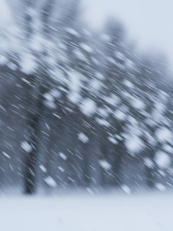 Snowfall in the park. Blurred background. Shallow depth of field.の写真素材