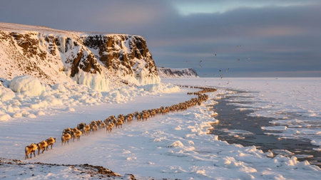 Muskoxen migrating along icy Arctic shorelineの写真素材