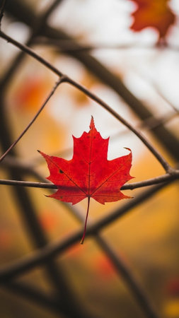 Red maple leaf on a fence in the autumn forest. Selective focus.