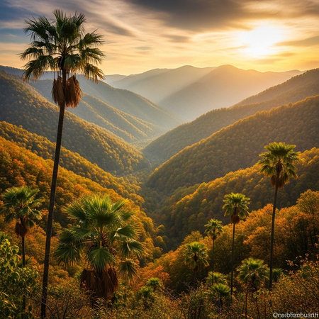 Sunrise illuminating a valley of palm trees and mountainsの写真素材