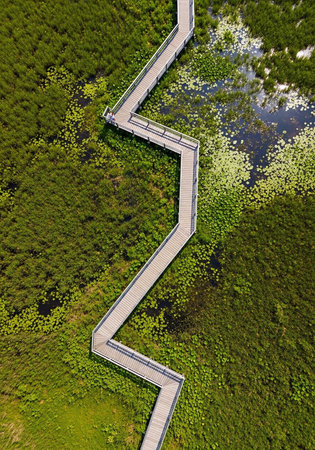 Aerial view of a wooden walkway in the middle of a swamp