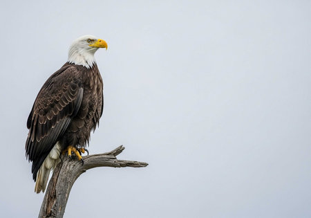 Bald Eagle (Haliaeetus leucocephalus) perched on a branchの写真素材