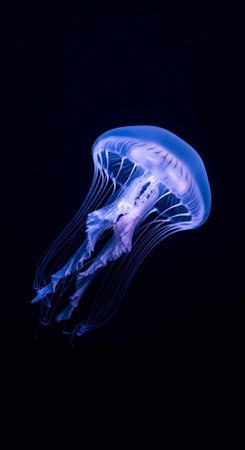 A glowing blue jellyfish with translucent tentacles floating in dark water.