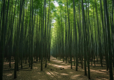 A tranquil forest path surrounded by tall, slender bamboo trees with lush green foliage.