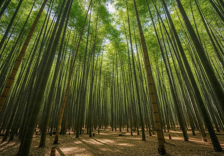 A dense forest of tall, straight green trees with sunlight filtering through the canopy, creating a serene woodland scene.の写真素材