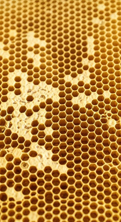 A close-up view of a honeycomb with hexagonal cells filled with golden honey