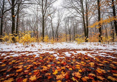 Colorful autumn leaves on the ground in the forest covered with snowの写真素材