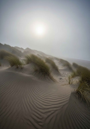 Sand dunes on the North Sea coast in Germany, Europe.の写真素材
