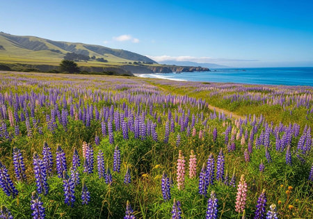 Lupine flowers blooming on the coast.の写真素材